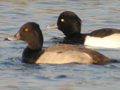 Common Pochard x Tufted Duck hybrid